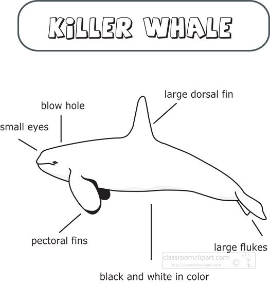 killer whale external anatomy printable clip art