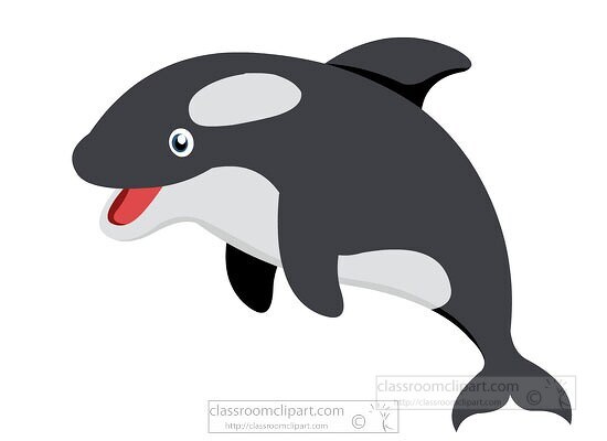 killer whale orca marine life clipart