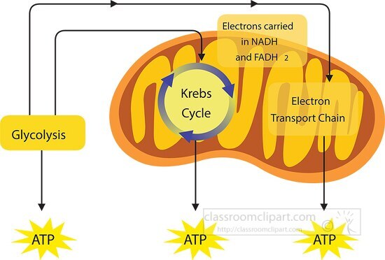 krebs cycle cellular respiration clipart