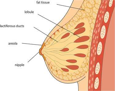 labeled anatomy female breast  clipart