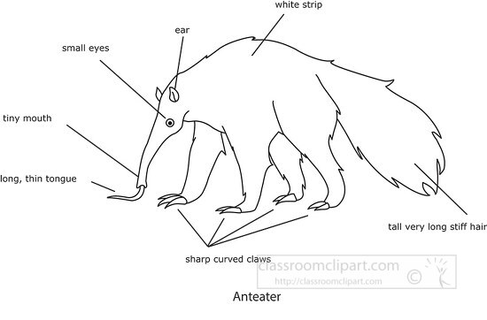 labeled anatomy of an anteater black outline clipart