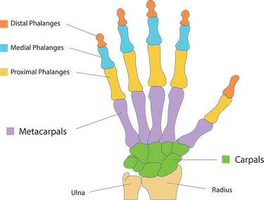 labeled bone structure hand anatomy clipart