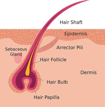 labeled cross section of hair follicle clipart illustration