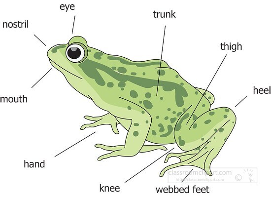 labeled external frog anatomy clipart illustration