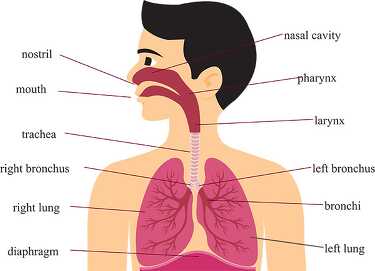 labeled respiratory system chart clipart 7116