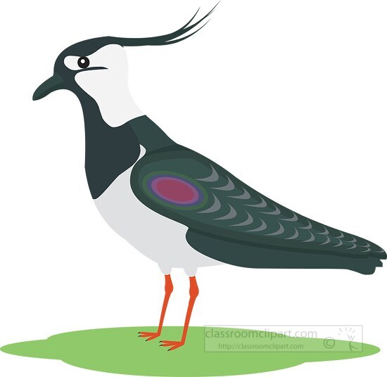 lapwing bird clipart