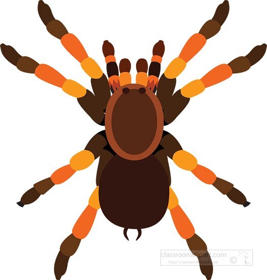 large tarantula spider clipart