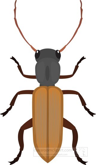 long gorned beetle insect clipart