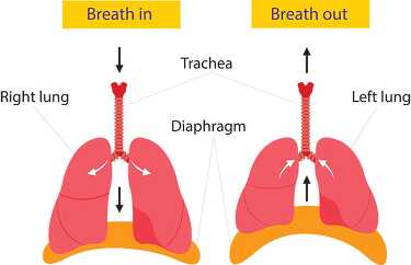 lung diaphragm function labeled human anatomy clipart