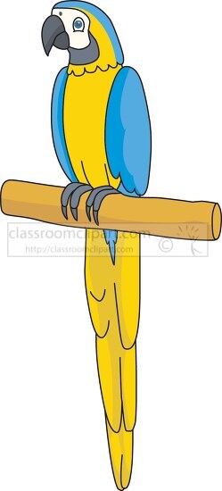 macaw parrot on branch clipart