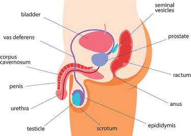 male reproductive system side view human anatomy clipart