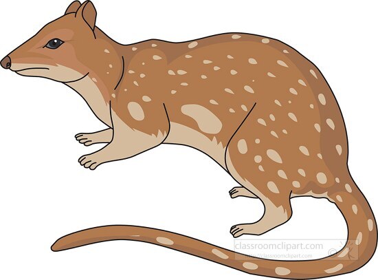 marsupial spotted tailed native cat clipart