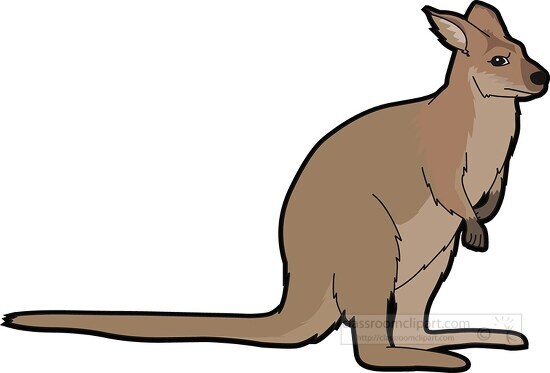 marsupial wallaby clipart