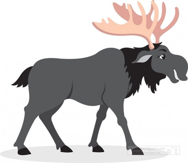 moose-alaska-gray color