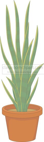 mother in laws tongue or snake plant in planter clipart