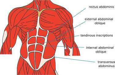 muscle strurcture of the human abdomin