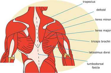 muscle strurcture of the human back shoulder