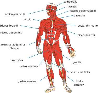 front muscles anatomy