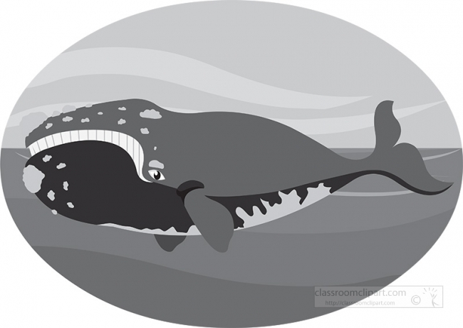 northern-right-whale gray color