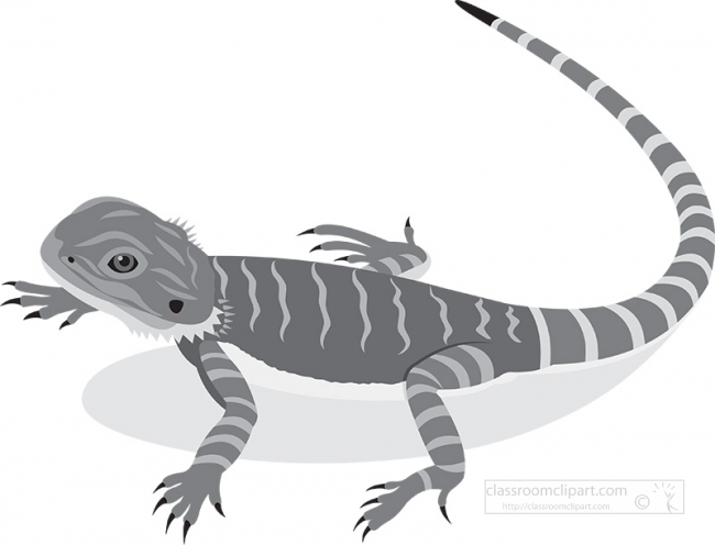 orange bearded dragon reptile clip art illustration gray color