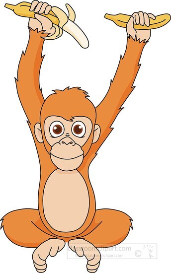 orangutan holding bananas