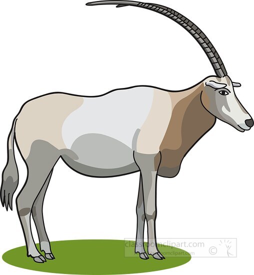 oryx the large antelope with long horns clipart