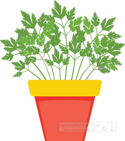 parsley growing in planter herb clipart 318