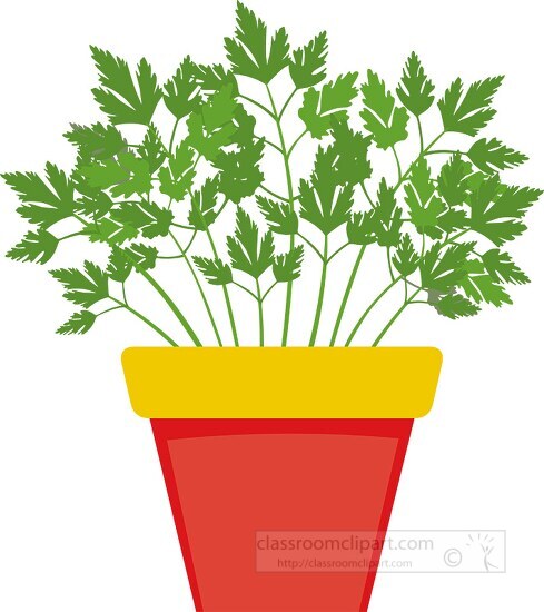 parsley growing in planter herb clipart 318