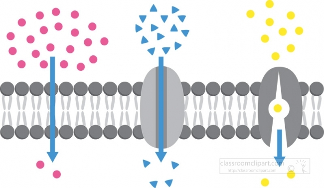 passive transport of molecules across cell membrane gray color