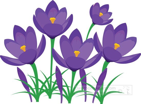 perennial purple crocus spring flower clipart