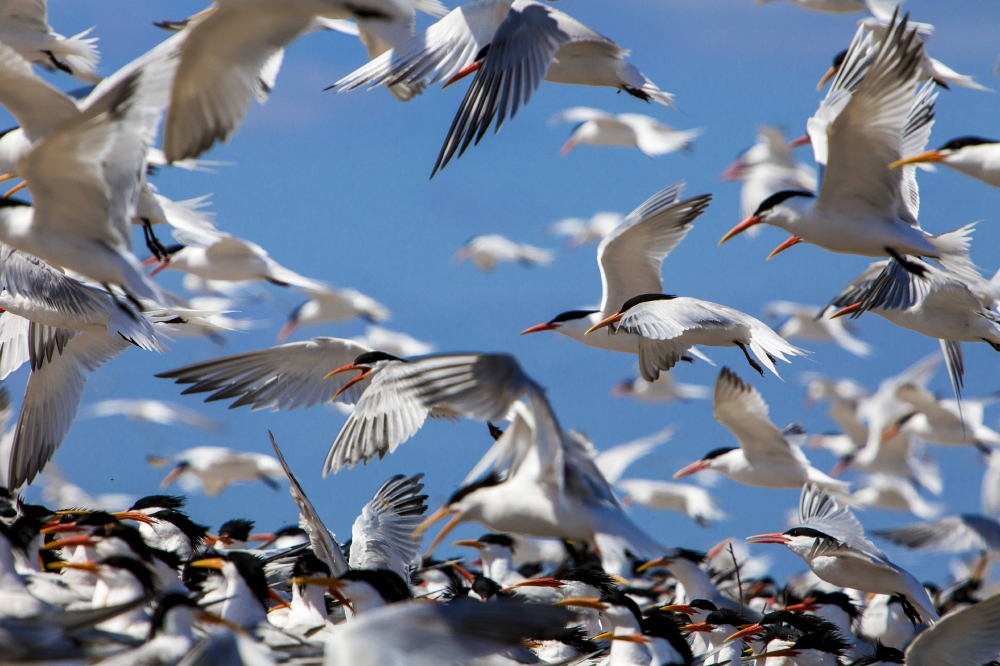  flock of elegant terns in flight