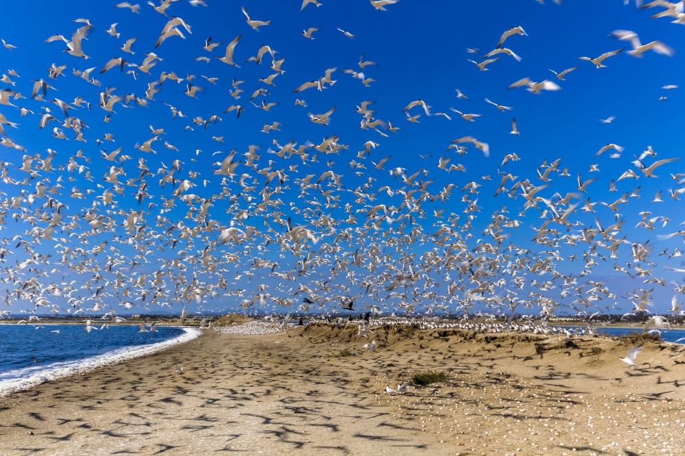  Flock of elegant terns in san diego california