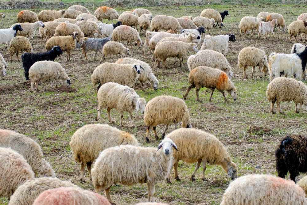  herd of sheep grazing on grass in turkey