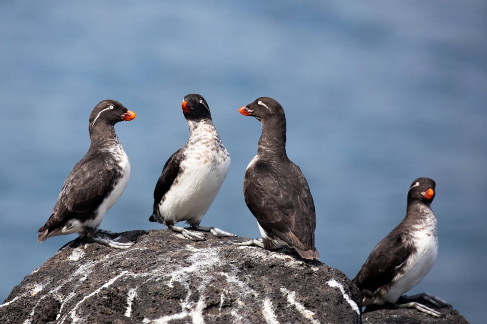  Parakeet auklets perched on rocks