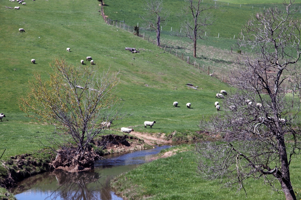  sheep grazing in open space of a ranch
