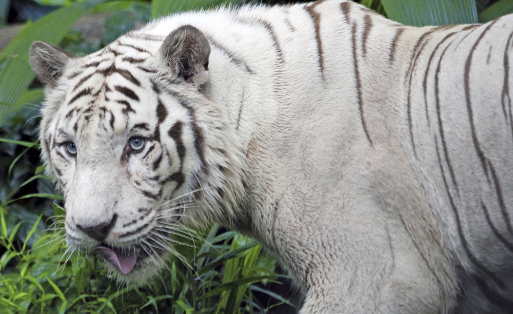  white tiger side view closeup