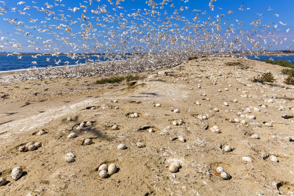 A flock of elegant terns in flight