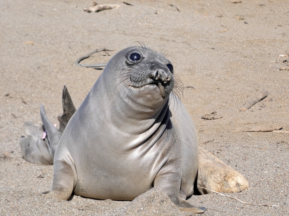 A fully molted weaned elephant seal pup