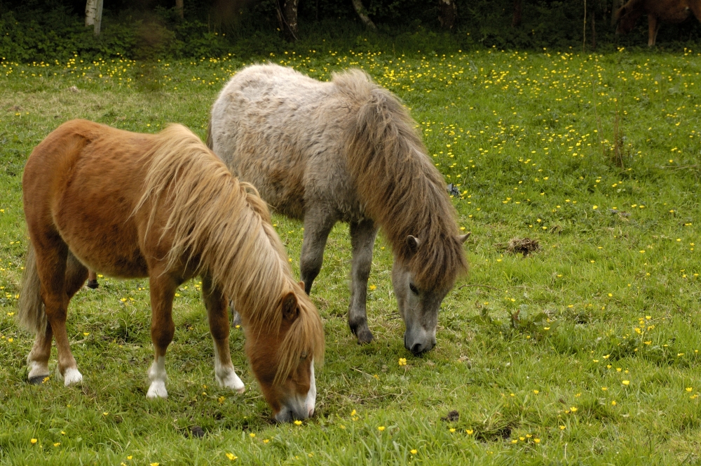 A rare breed of pony, the Kerry Bog Pony grazing on grass.