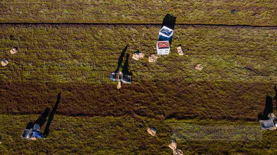 Aerial view commercial cranberry dry harvest operation massachus