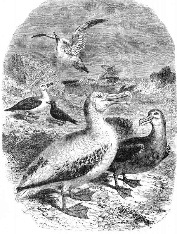 albatross bird illustration