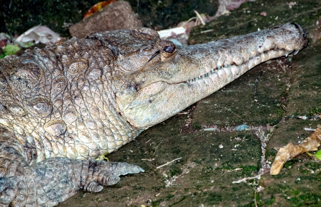 Alligator Bali Reptile Park Image 6188A