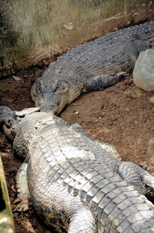 Alligator Bali Reptile Park Image 6355A