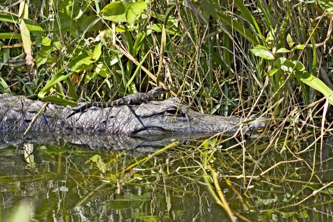 Alligator-and-young-in-florida-everglades