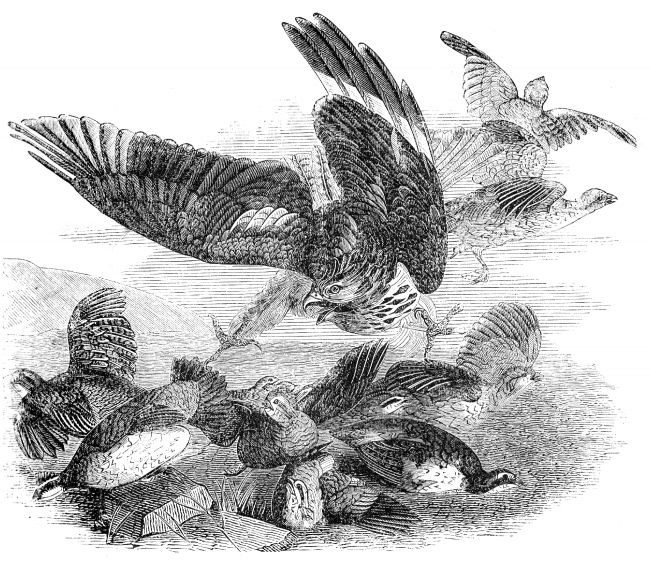 america marsh hawk attacking quails bird illustration