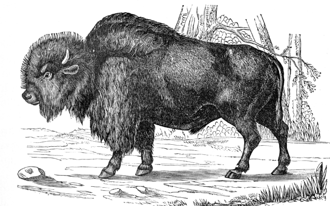 american bison illustration