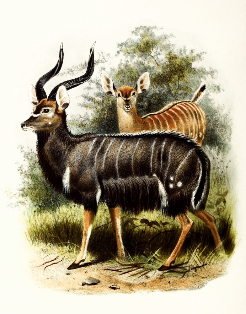 angus antelope color Illustration