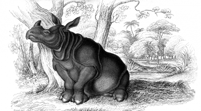 Animal Illustration Indian Rhinoceros