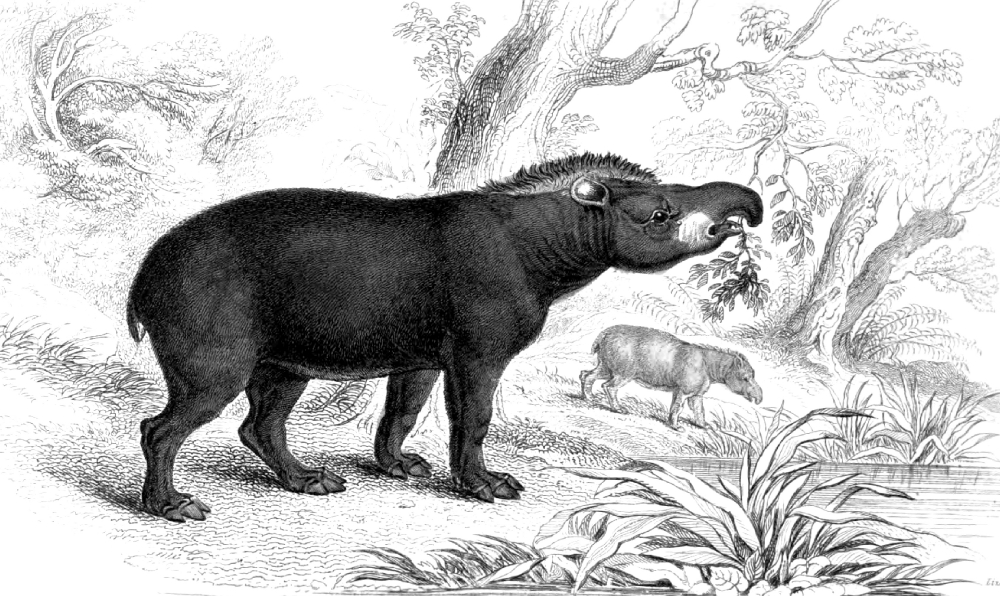 animal illustration tapir foraging for food using snout