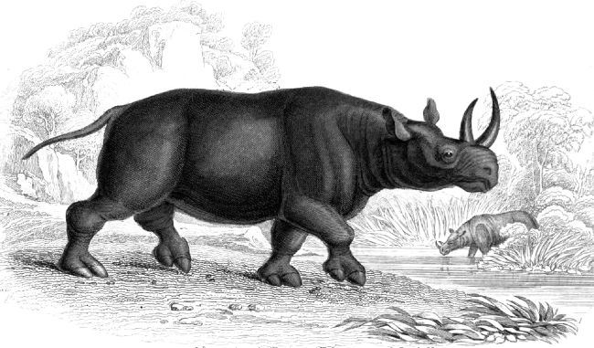 Animal Illustration Two Horned African Rhinoceros